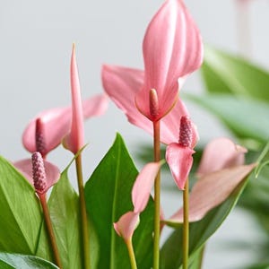 Anthurium Lilli (flor rosa) maceta de 10 cm **(¡Todas las plantas requieren la compra de al menos 2 plantas!)**