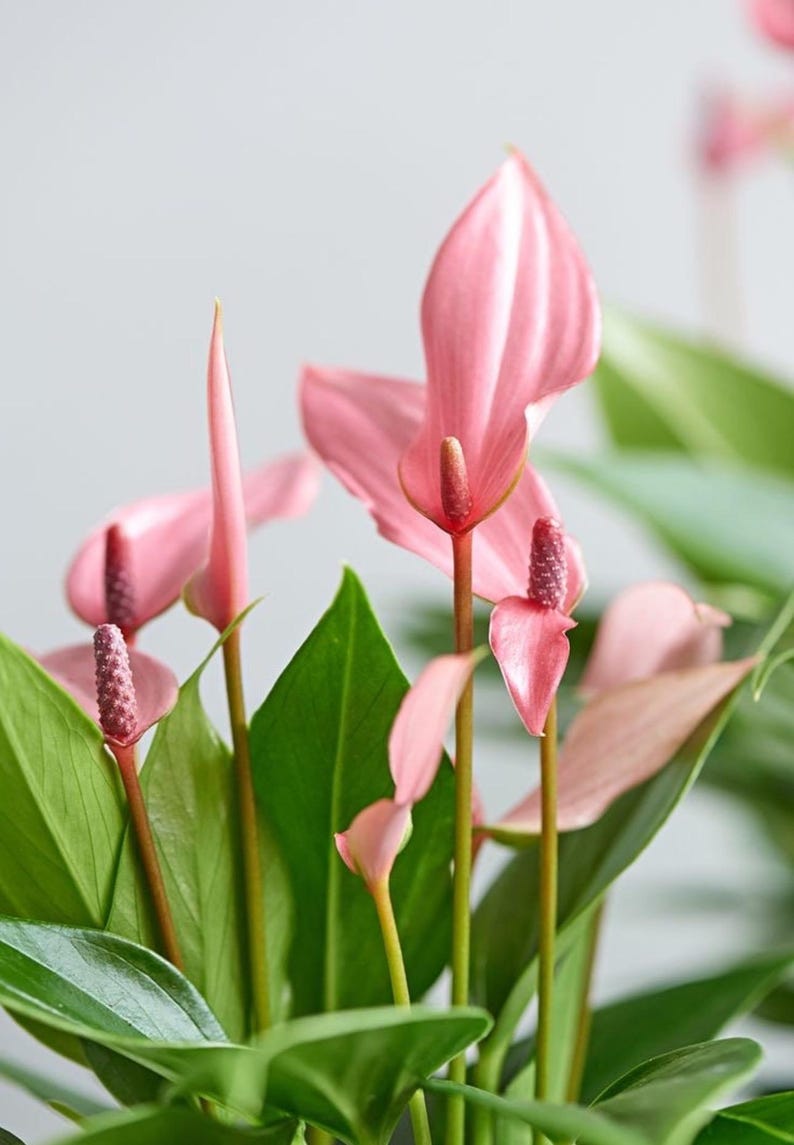 SunshineGreens Anthurium Lilli