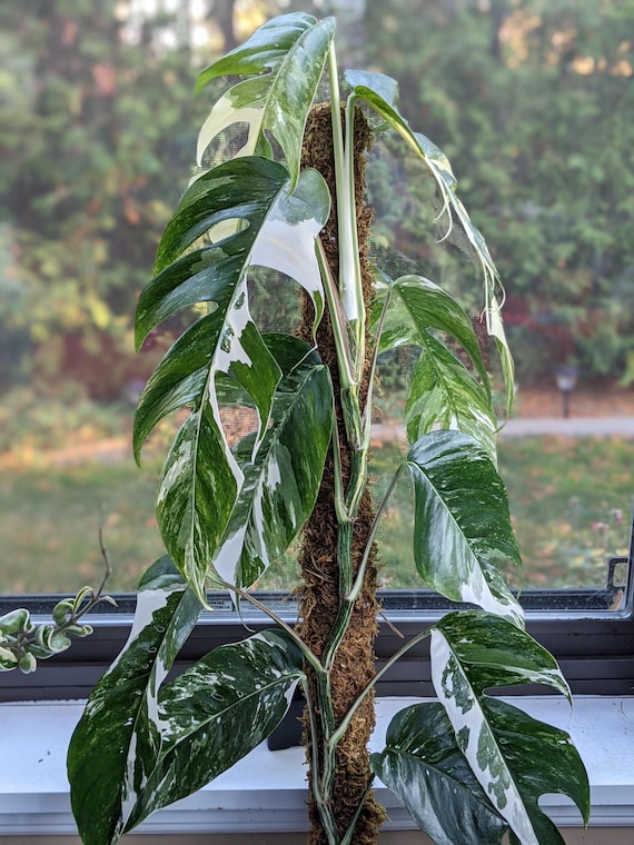 Epipremnum Pinnatum Albo 4 Pot (ALL PLANTS Require You to Purchase 2  Plants!) - Etsy