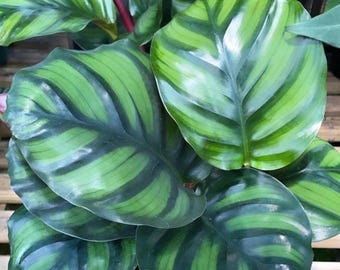 dracena cintho Dracaena Cintho - Indoor House Plant main image 0