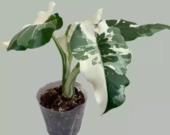 Alocasia ‘Okinawa Silver’ Starter Plant read description (ALL STARTER PLANTS require you to purchase 2 plants!)