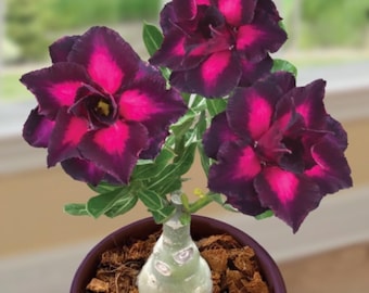 Desert rose purple plum starter plant **(ALL plants require you to purchase ANY 2 plants!)**