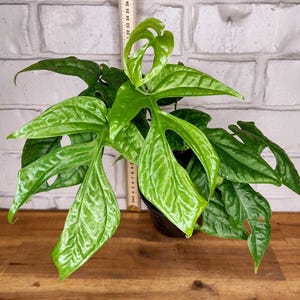 May include: A green Monstera adansonii plant with large, fenestrated leaves. The plant is potted in a black pot and is approximately 15 inches tall.