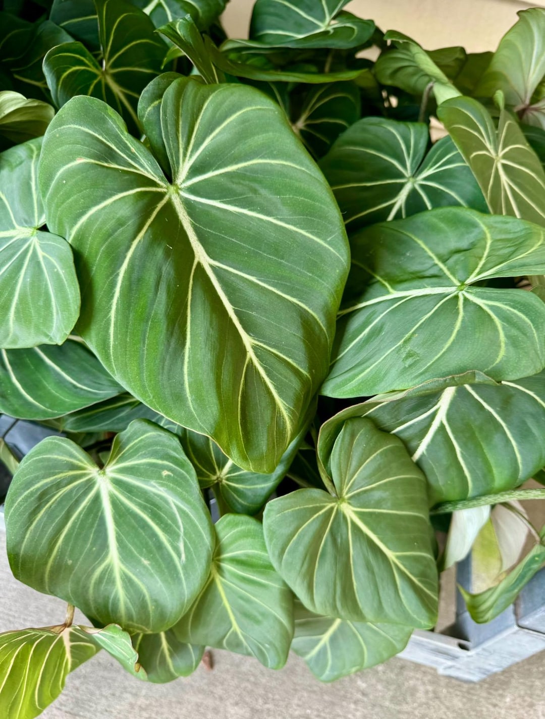 Philodendron Gloriosum Starter Plant (ALL STARTER PLANTS Require You to  Purchase 2 Plants!) - Etsy