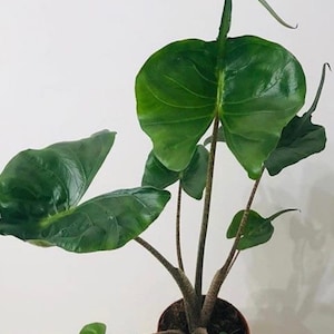 Stingray Philodendron - Etsy