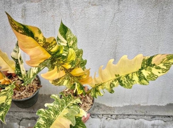 Philodendron Ring of Fire Highly Variegated Starter Plant **(ALL Plants  Require You to Purchase ANY 2 Plants!)** - Etsy
