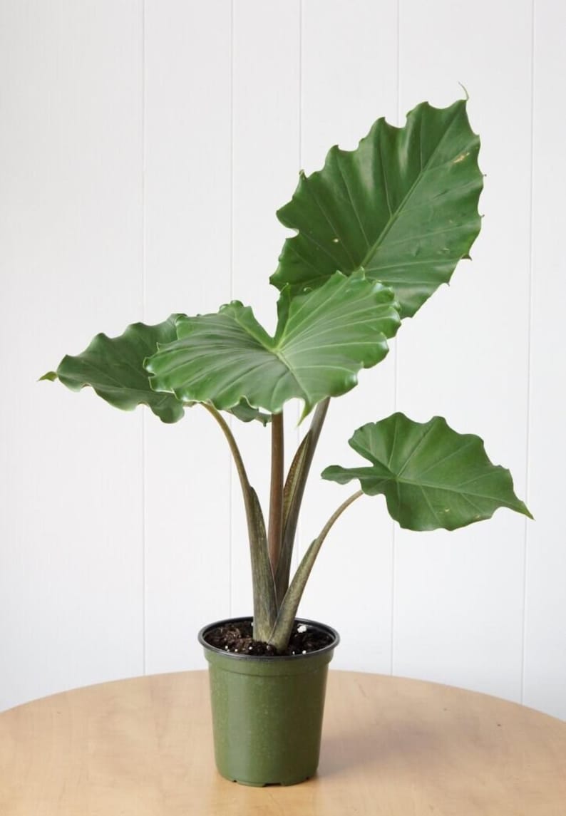 SunshineGreens Alocasia Portora Plant