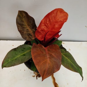 philodendron Red Cardinal Starter Plant (ALL STARTER PLANTS require you to purchase 2 plants!)