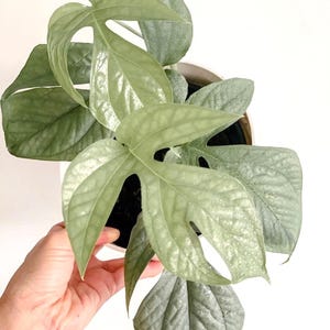 May include: A silvery green Monstera plant with large, fenestrated leaves in a white pot.