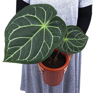 philodendron behaarte stiele Philodendron squamiferum × serpens – Hybride mit behaarten Blattstielen