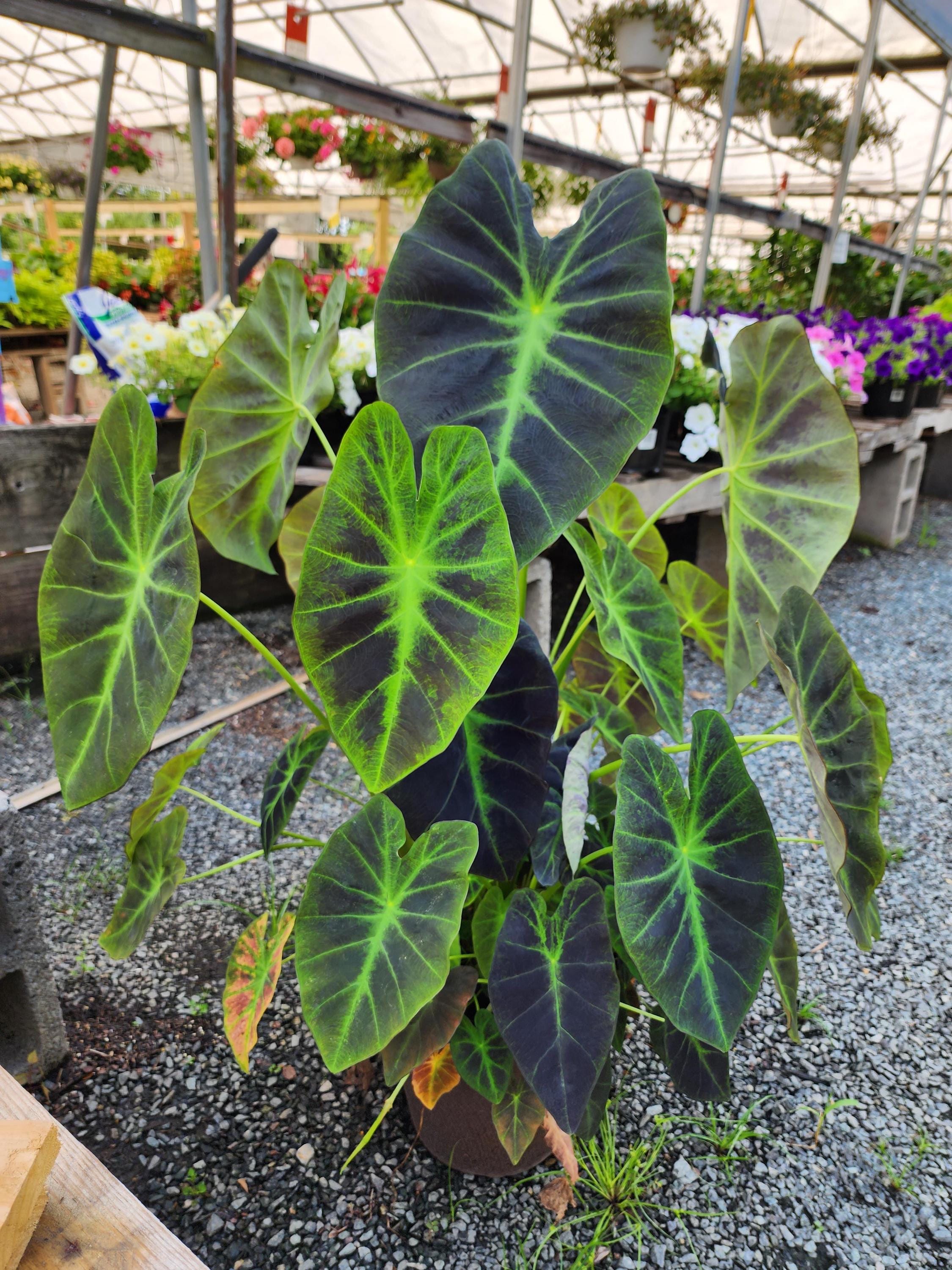 Colocasia Illustris Starter Plant. **ALL Starter Plants Require