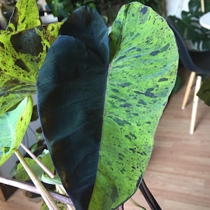 Colocasia Mojito "Esculenta" Elephant Ear Starter Plant. **ALL starter plants require you to purchase 2 plants! **