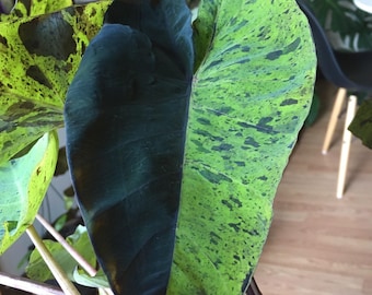 Colocasia Mojito "Esculenta" Elephant Ear Starter Plant. **ALL starter plants require you to purchase 2 plants! **