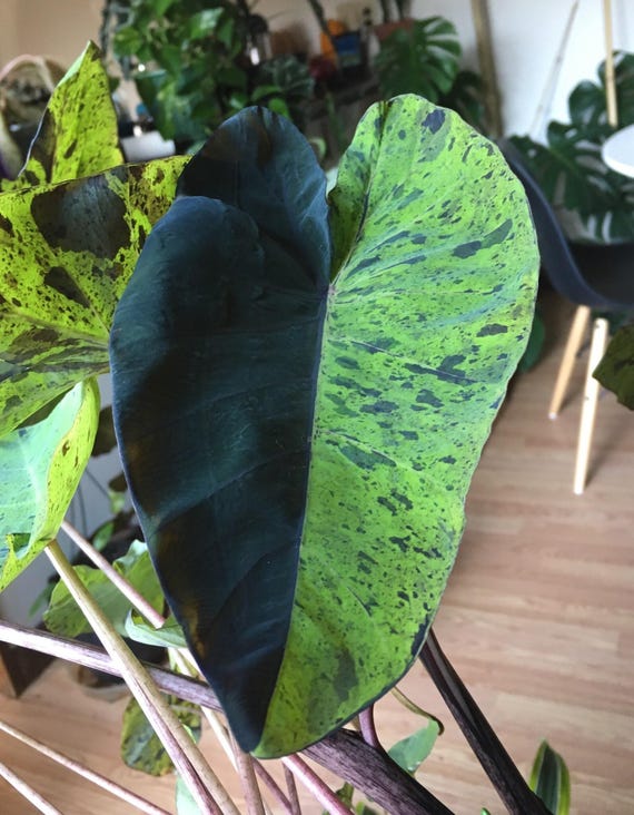 Colocasia Mojito "Esculenta" Elephant Ear Starter Plant. **ALL starter plants require you to purchase 2 plants! **