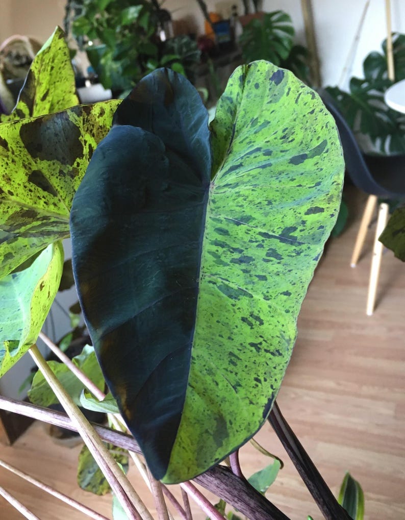 Colocasia Mojito "Esculenta" Elephant Ear Starter Plant. **ALL starter plants require you to purchase 2 plants! ** image 1