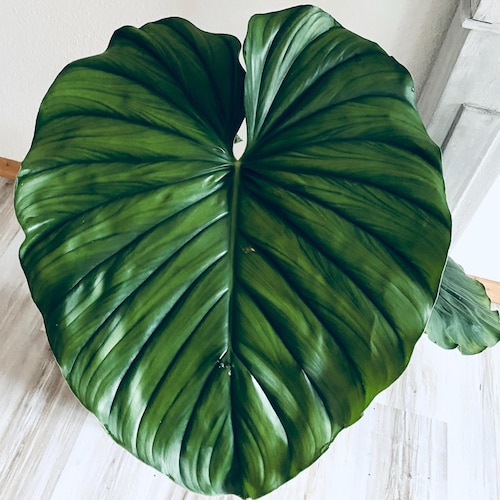 Philodendron Colombia 4 Pot (ALL PLANTS Require You to Purchase 2 Plants!)  - Etsy