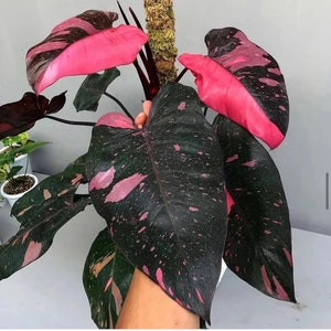 Philodendron Black Cherry Pink Princess Starter Plant ALL STARTER  