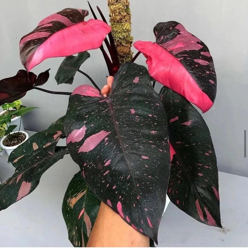 Philodendron black cherry Pink Princess Starter Plant ALL STARTER PLANTS require you to purchase 2 plants image 1