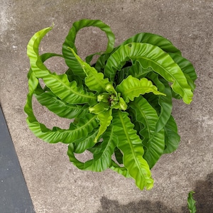 Helecho huracán Asplenium, planta inicial única **(¡TODAS las plantas requieren la compra de 2 plantas cualesquiera!)**