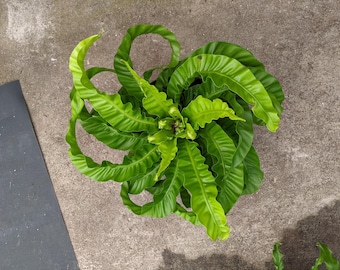 Asplenium hurricane fern unique starter plant **(ALL plants require you to purchase ANY 2 plants!)**