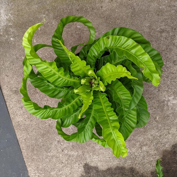 Helecho huracán Asplenium, planta inicial única **(¡TODAS las plantas requieren la compra de 2 plantas cualesquiera!)**