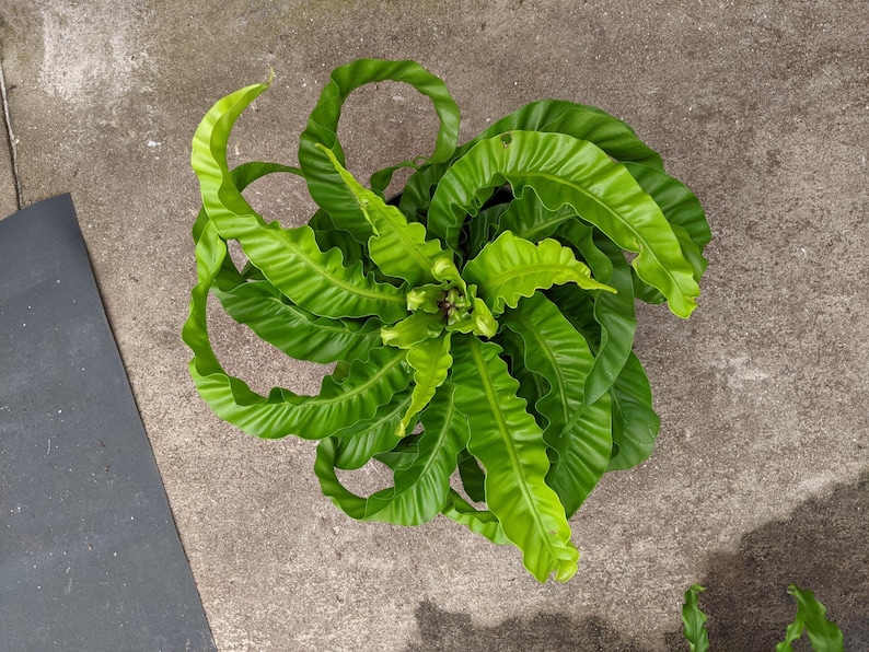 SunshineGreens Asplenium Hurricane Fern