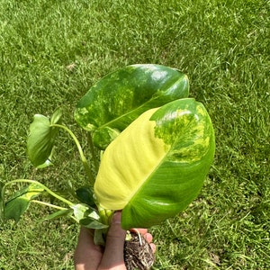 May include: A variegated plant with green and yellow leaves, showing its roots. The plant is being held in a hand.