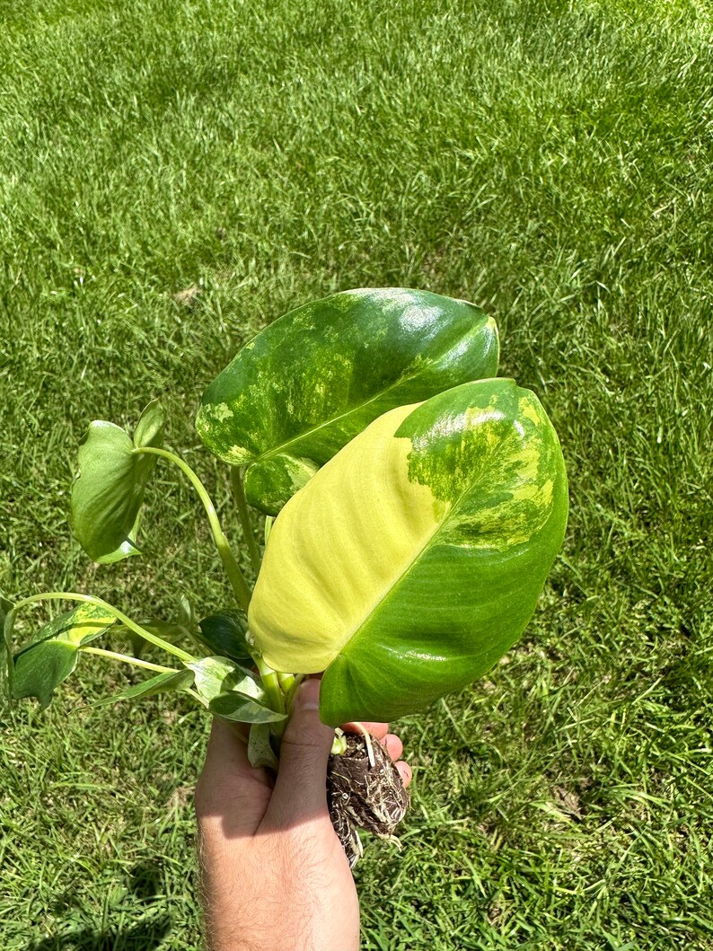 May include: A variegated plant with green and yellow leaves, showing its roots. The plant is being held in a hand.