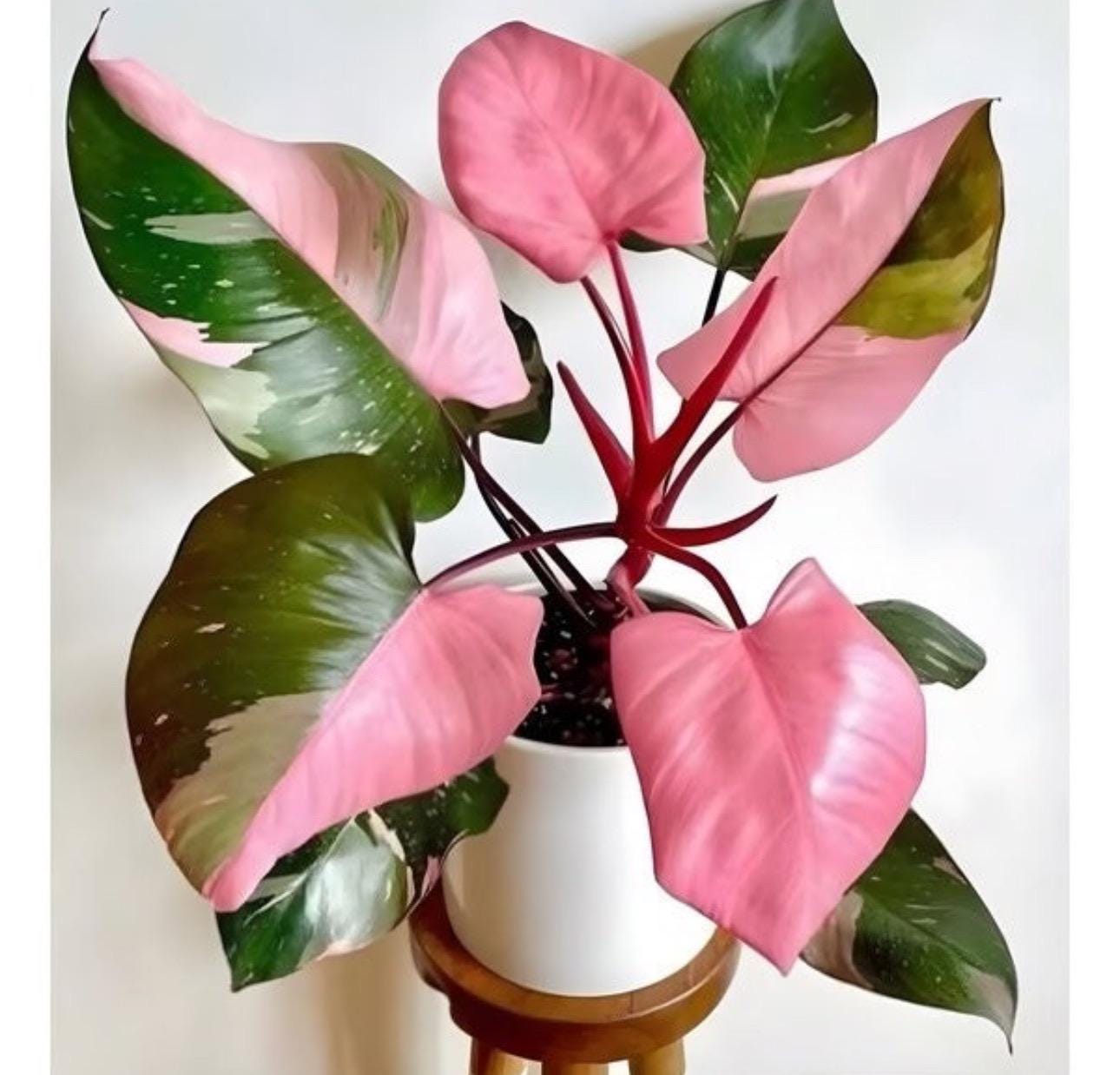 Philodendron Pink Princess Starter Plant *10 COUNT* - Etsy