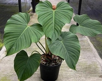 Philodendron Grandipes Starter Plant (ALL STARTER PLANTS Require You to  Purchase 2 Plants!) - Etsy