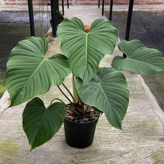 Philodendron Grandipes Starter Plant (ALL STARTER PLANTS Require You to  Purchase 2 Plants!) - Etsy