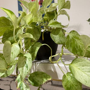 Pothos snow queen Starter Plant (ALL STARTER PLANTS require you to purchase 2 plants!)