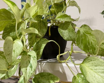 Pothos snow queen Starter Plant (ALL STARTER PLANTS require you to purchase 2 plants!)