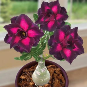 Desert rose purple plum starter plant **(ALL plants require you to purchase ANY 2 plants!)**