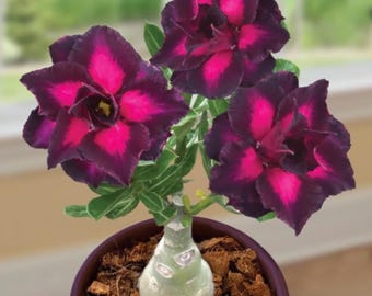 Desert rose purple plum starter plant **(ALL plants require you to purchase ANY 2 plants!)**