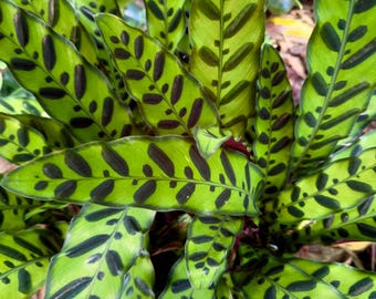 Homalomena Black Velvet Starter Plant (ALL STARTER PLANTS Homalomena Black Velvet Starter Plant (ALL STARTER PLANTS