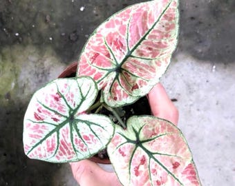 Caladium Strawberry heart elephant ear starter plant **(ALL plants require you to purchase ANY 2 plants!)*