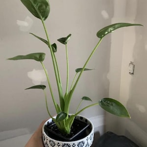 May include: A green houseplant with large, pointed leaves in a white ceramic pot with a black and white geometric pattern.