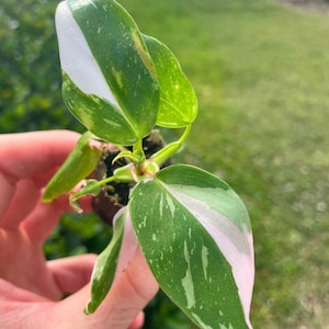 May include: A small, potted plant with variegated leaves. The leaves are green with white and pink variegation. The plant is being held in a hand.