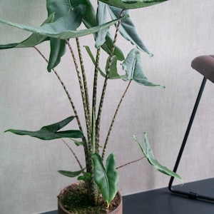 Alocasia Tigrina superba Starter Plant (ALL STARTER PLANTS require you to purchase 2 plants!)