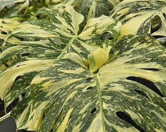 Monstera Macrocosm Rare From Kunzo - Etsy