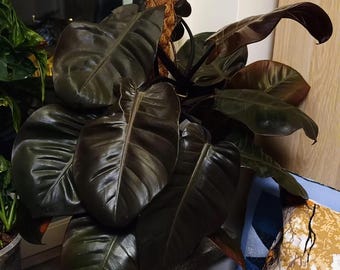 Multi stem Philodendron black cardinal Starter Plant (ALL STARTER PLANTS require you to purchase 2 plants!)