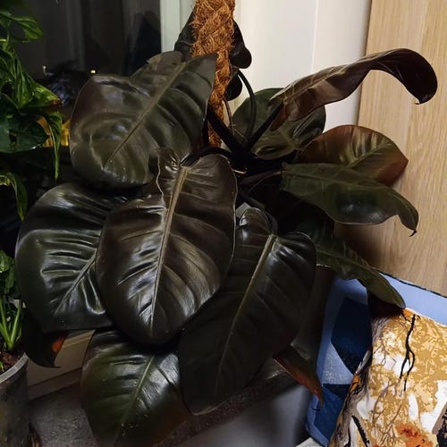 Multi stem Philodendron black cardinal Starter Plant (ALL STARTER PLANTS require you to purchase 2 plants!)