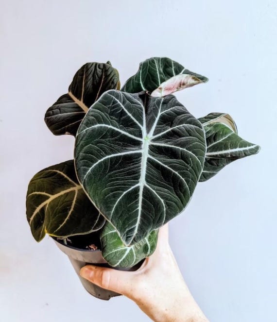 Alocasia Black Velvet XL Starter Plant **(ALL Plants Require You to  Purchase ANY 2 Plants!)** - Etsy