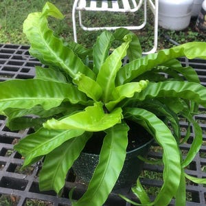 Victoria Bird’s Nest Fern Starter Plant (ALL STARTER PLANTS require you to purchase 2 plants!)