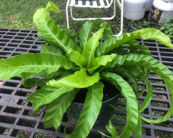 Victoria Bird’s Nest Fern Starter Plant (ALL STARTER PLANTS require you to purchase 2 plants!)