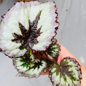 Rex Begonia fire woman Starter Plant ALL STARTER PLANTS require you to purchase 2 plants image 2
