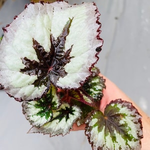 Rex Begonia fire woman Starter Plant ALL STARTER PLANTS require you to purchase 2 plants image 2