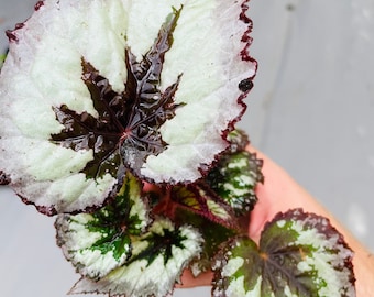 レア　ベゴニア　ルージュ　Variegated Begonia Rouge大苗② Begonia Rouge Variegated for Sale- HappyForestStore