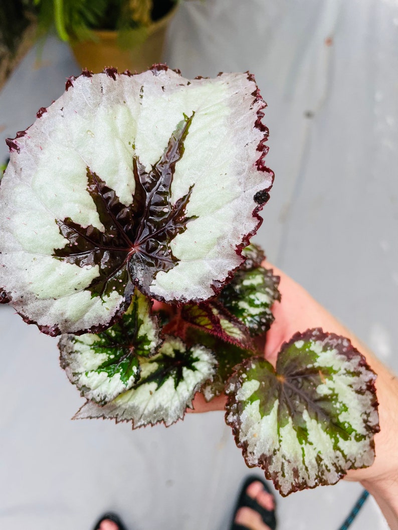 Rex Begonia fire woman Starter Plant ALL STARTER PLANTS require you to purchase 2 plants image 2